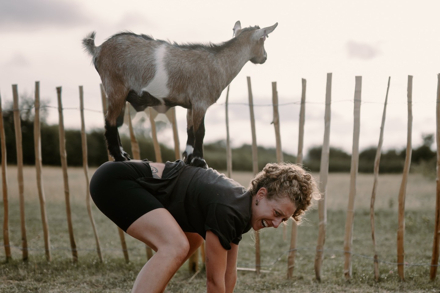 Goat yoga in a field